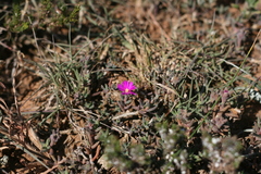 Trichodiadema rupicola