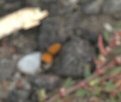 Dasymutilla bioculata