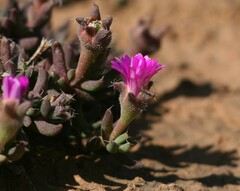 Trichodiadema rupicola