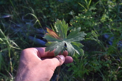Geranium viscosissimum