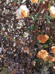 Eriogonum parvifolium