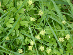 Adoxa moschatellina
