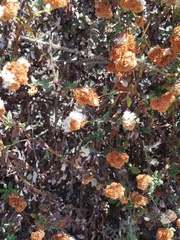 Eriogonum parvifolium