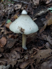 Agaricus placomyces