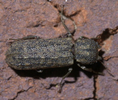 Lichenophanes bicornis