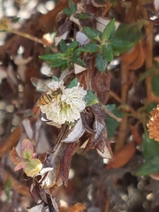 Eriogonum parvifolium