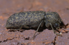 Lichenophanes bicornis