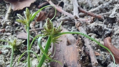 Cyperus fuscus