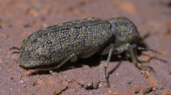 Lichenophanes bicornis