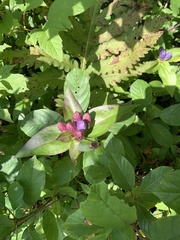 Gentiana clausa