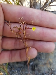 Camissonia strigulosa