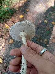 Agaricus placomyces