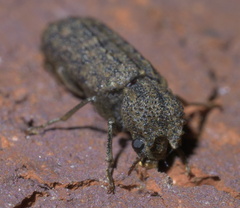 Lichenophanes bicornis