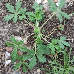 Potentilla argentea