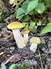 Armillaria mellea