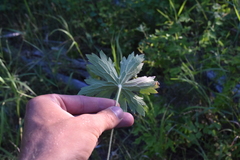Geranium viscosissimum