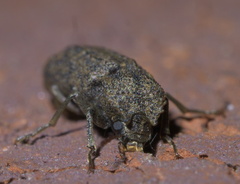 Lichenophanes bicornis