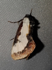 Eudryas unio