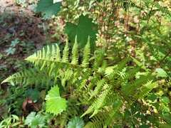 Athyrium asplenioides