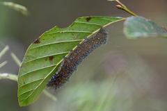 Acronicta hastulifera