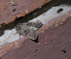 Lacinipolia renigera