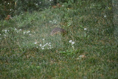 Ictidomys tridecemlineatus