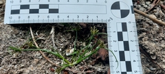 Cyperus fuscus