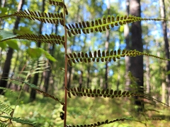 Athyrium asplenioides