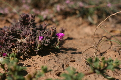 Trichodiadema rupicola