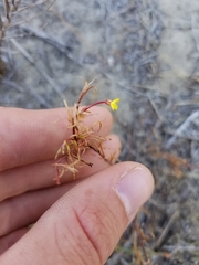 Camissonia strigulosa