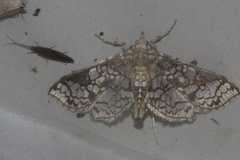 Megastes praxiteles