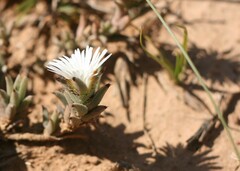 Trichodiadema orientale