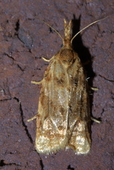 Platynota flavedana
