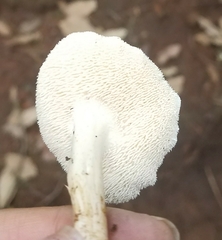 Hydnum repandum