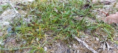 Cyperus fuscus