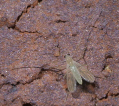 Chironomidae