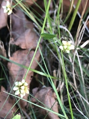 Persicaria sagittata