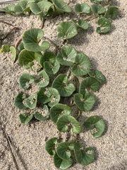 Calystegia soldanella