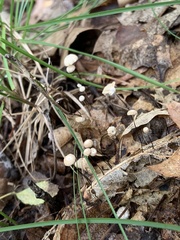 Marasmius capillaris