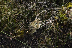 Eriogonum heracleoides