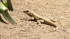 Tropidurus catalanensis