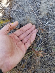 Camissonia strigulosa
