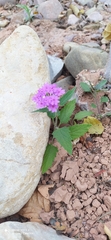 Glandularia scrobiculata