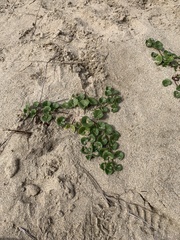 Calystegia soldanella