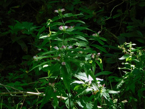 Chelone glabra