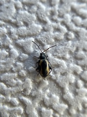 Phyllotreta
