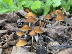 Pholiotina rugosa