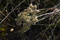 Eriogonum heracleoides