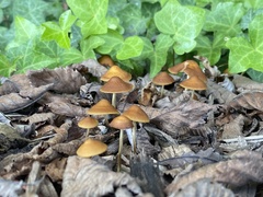 Pholiotina rugosa