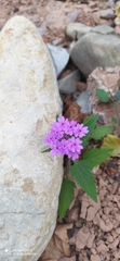 Glandularia scrobiculata